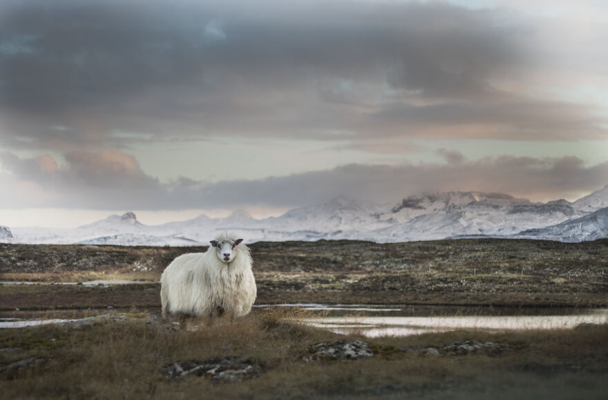 Animals in the winter landscape of Iceland