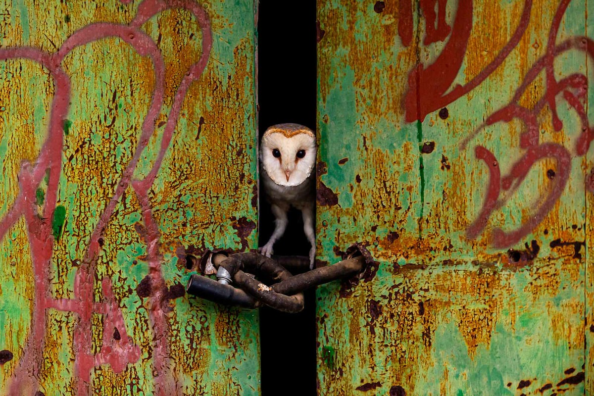 Barn owl / Jose Luis Ruiz Jimenez / Winners of Nature TTL photographer contest