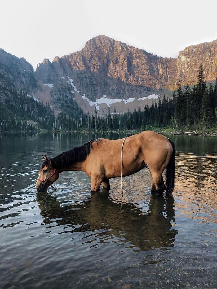 Beautiful and unique horses