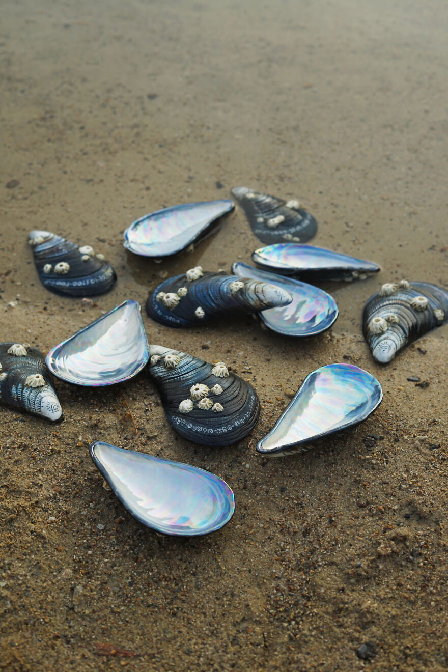 Ceramic set/shell-shaped dishes on the beach