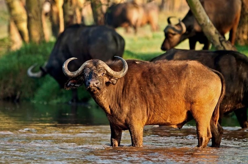 Deadliest Creatures on Earth/African Water Buffalo