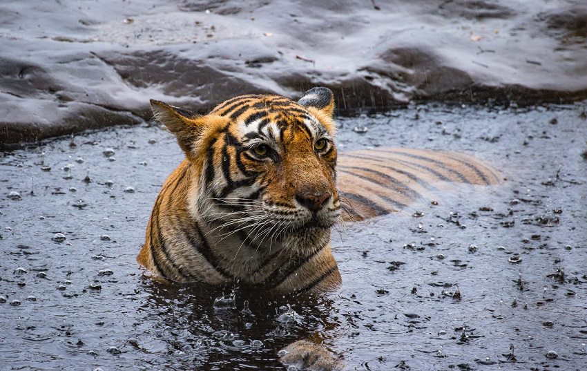 Deadliest creatures on earth / Indian tiger swimming