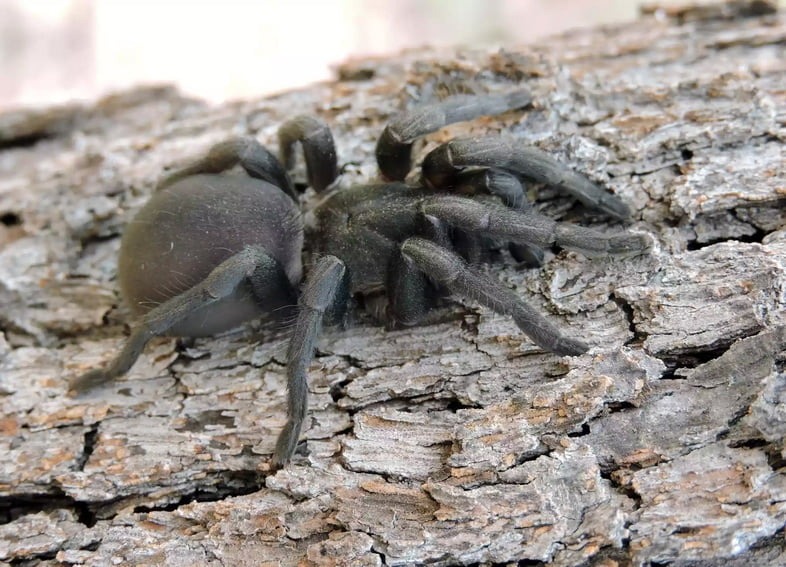 Deadliest creatures on earth / Sydney funnel web spider