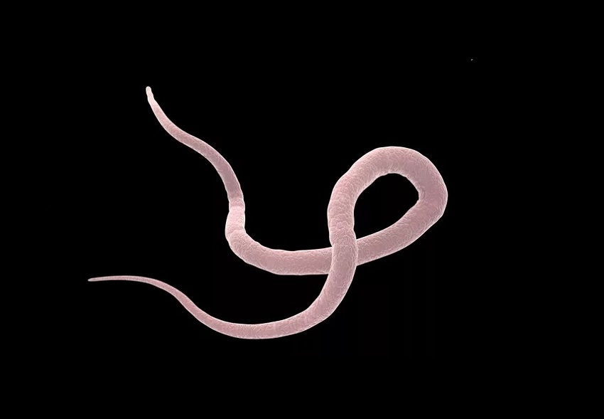 Deadly animals / Ascaris worm