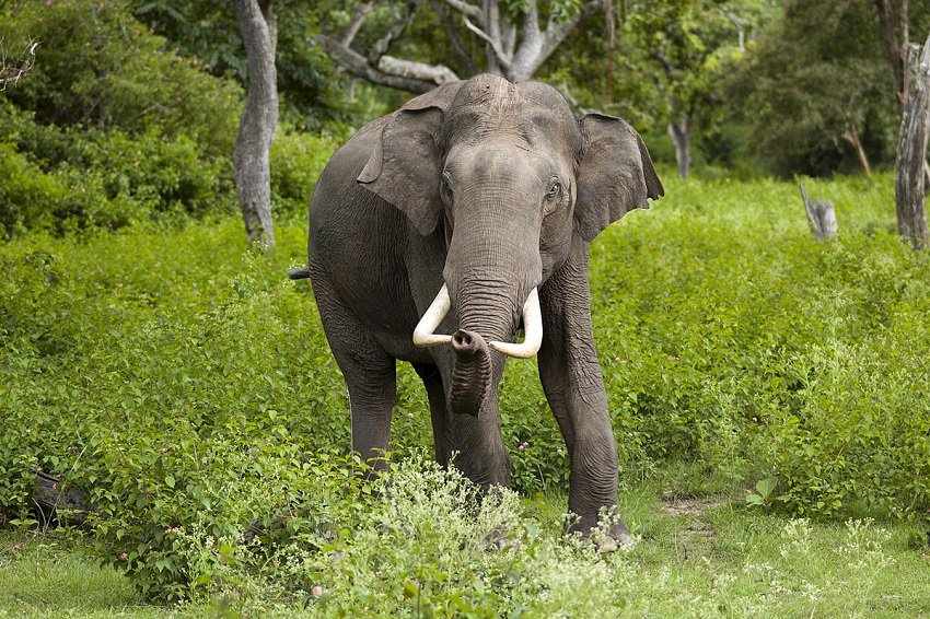 Deadly animals/Asian elephant in green nature