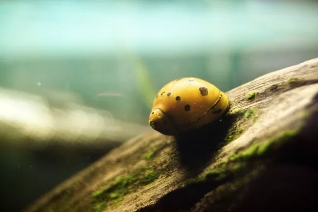 Deadly animals/ freshwater snails