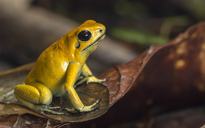 Deadly Animals/Golden Poison Frog