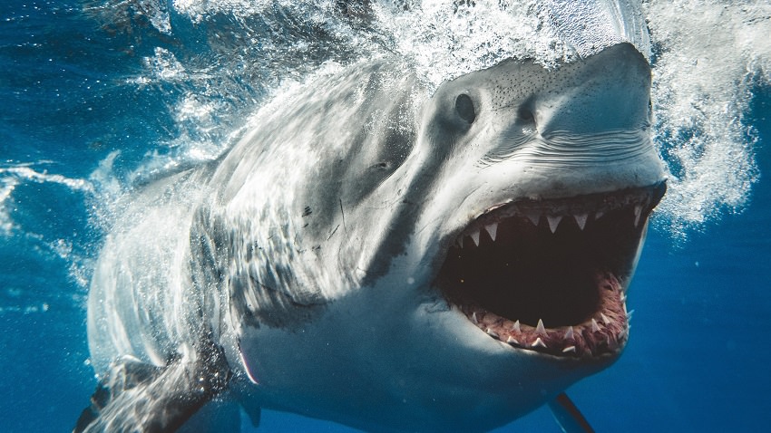 Deadly animals / Great white shark in the ocean