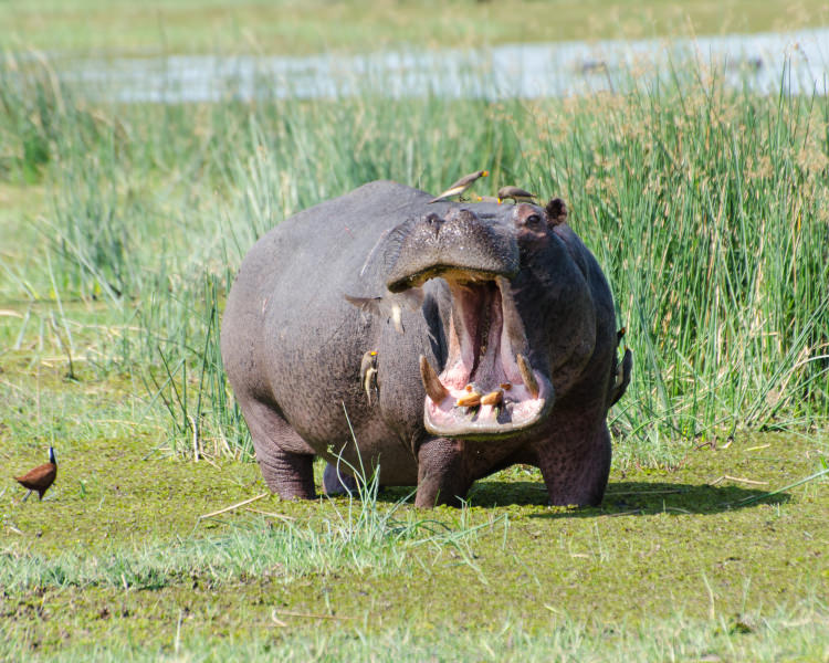 Deadly animals/ hippopotamus and birds in nature