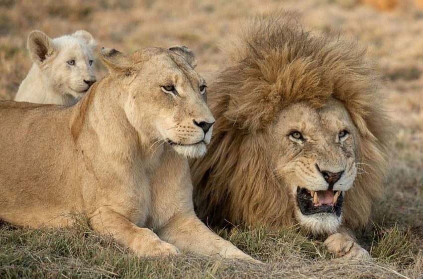 Deadly animals / Lion and the family of lions