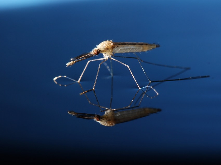 Deadly animals/malaria mosquitoes