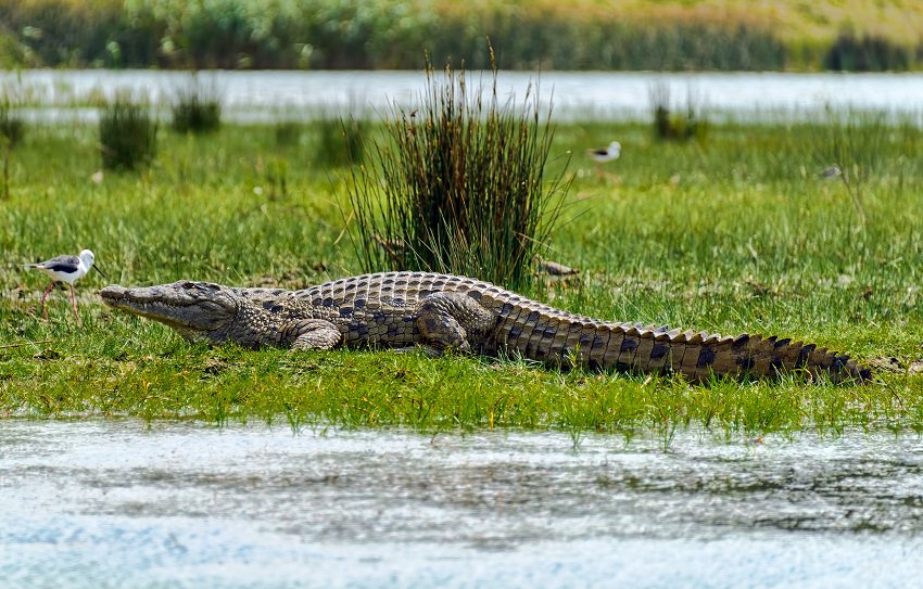 Deadly animals/ Nile crocodile