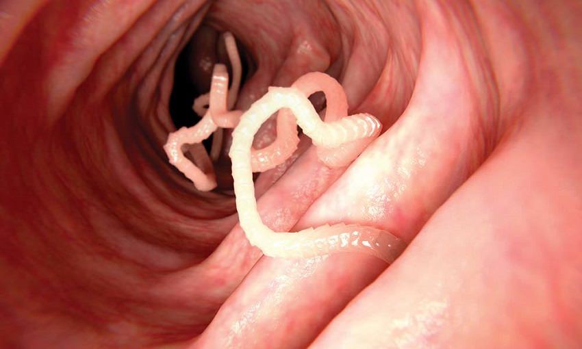 Deadly animals/tapeworms in the intestine