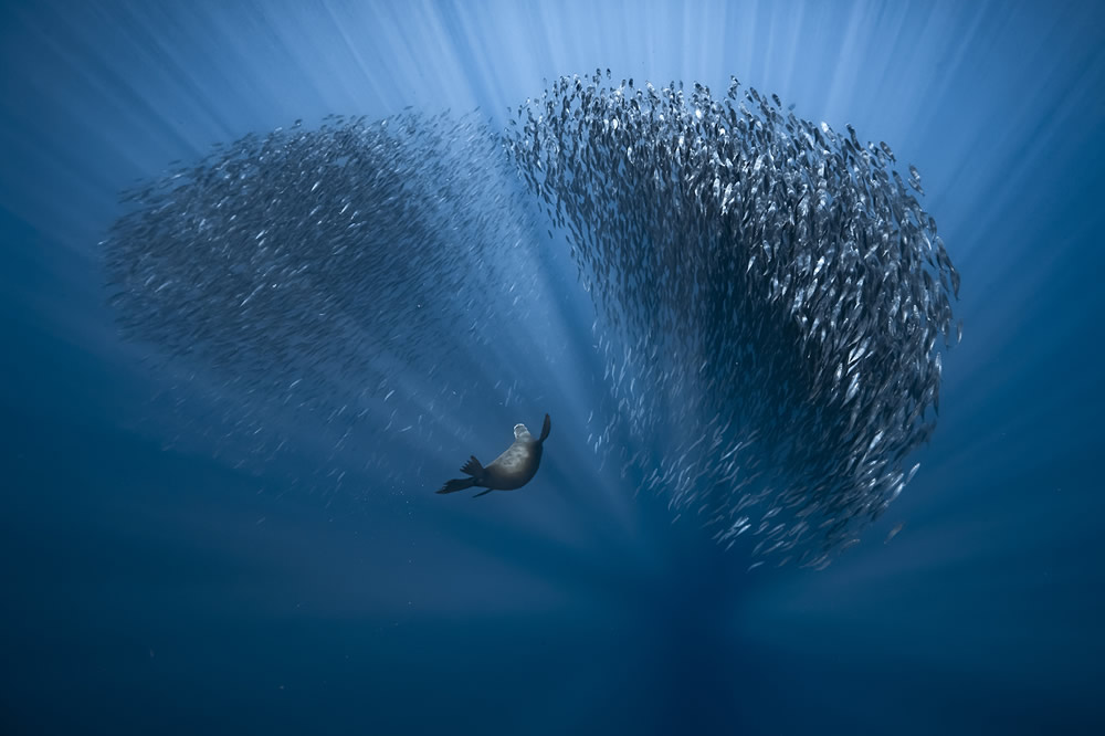 Finalists of the Ocean Photography Contest 2021