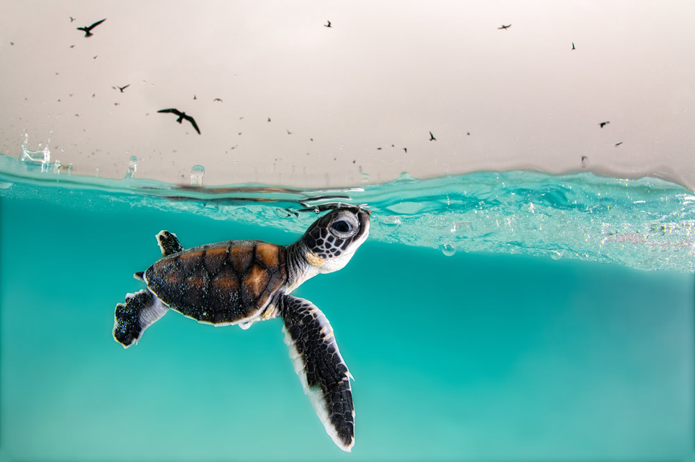Finalists of the Ocean Photography Contest 2021