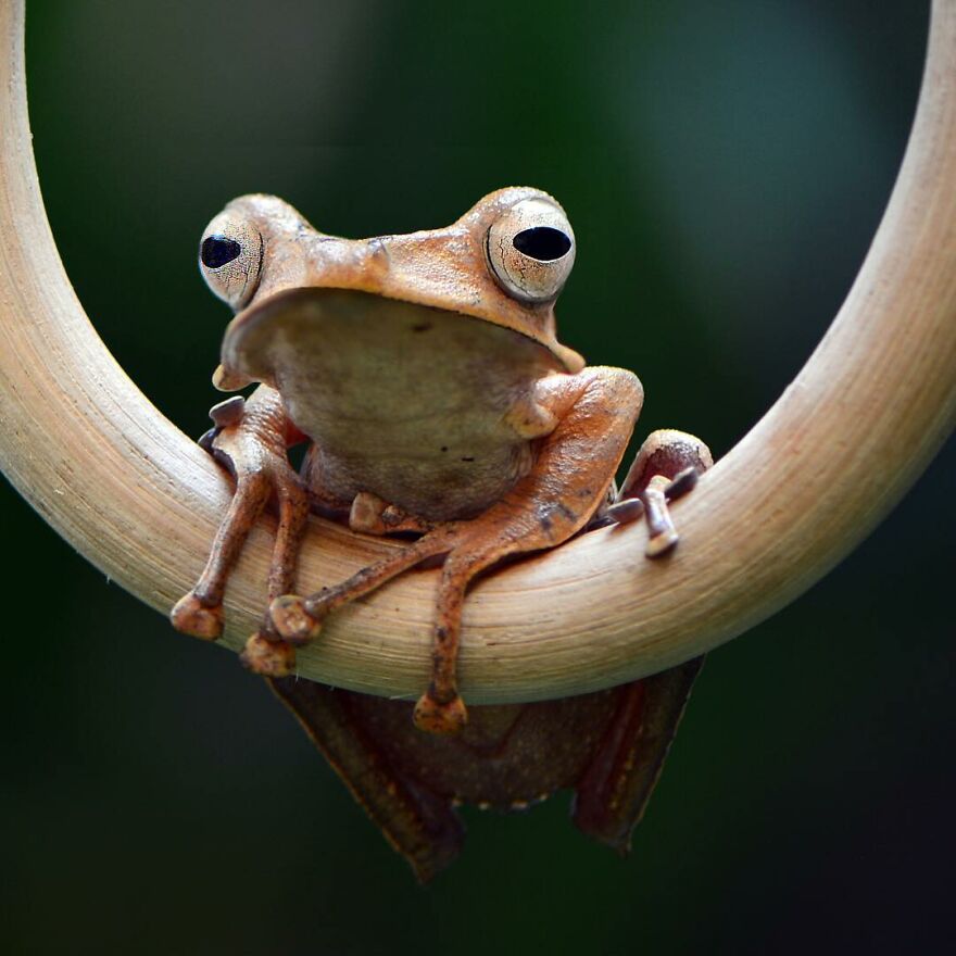 Frogs / Ajar Satyadi