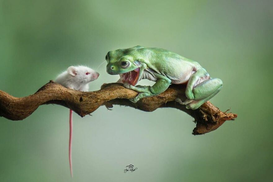 Frogs / Ajar Satyadi