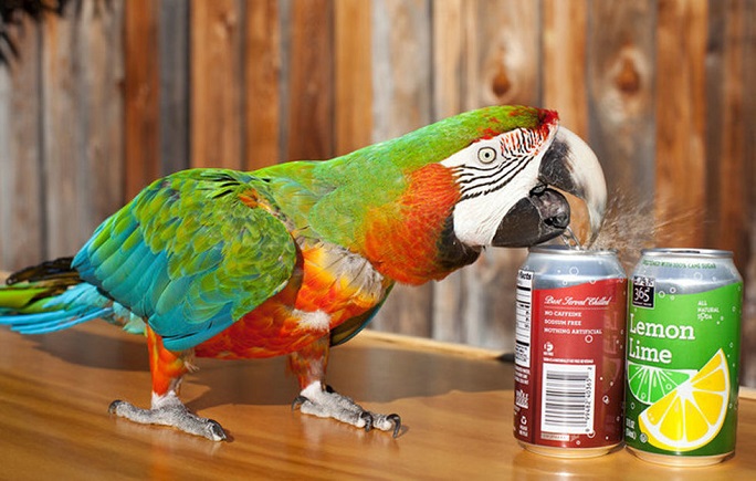 Guinness record/ opening the most number of cans by a parrot