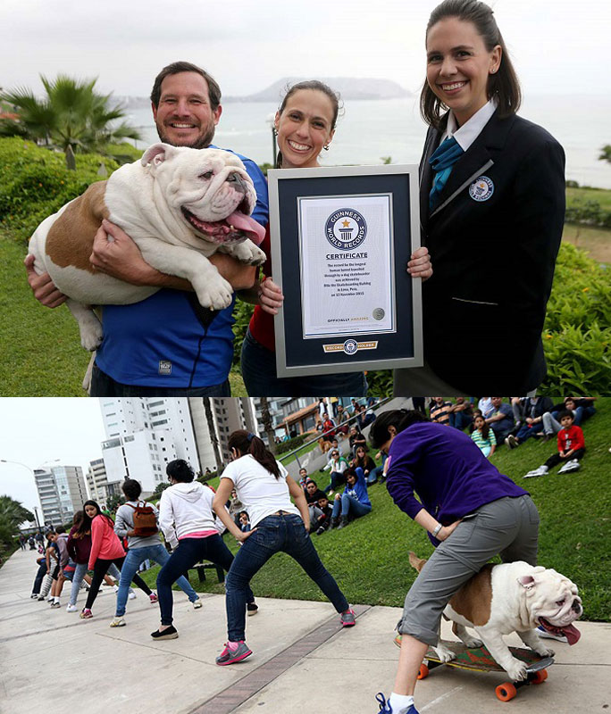 Guinness record/skating dog