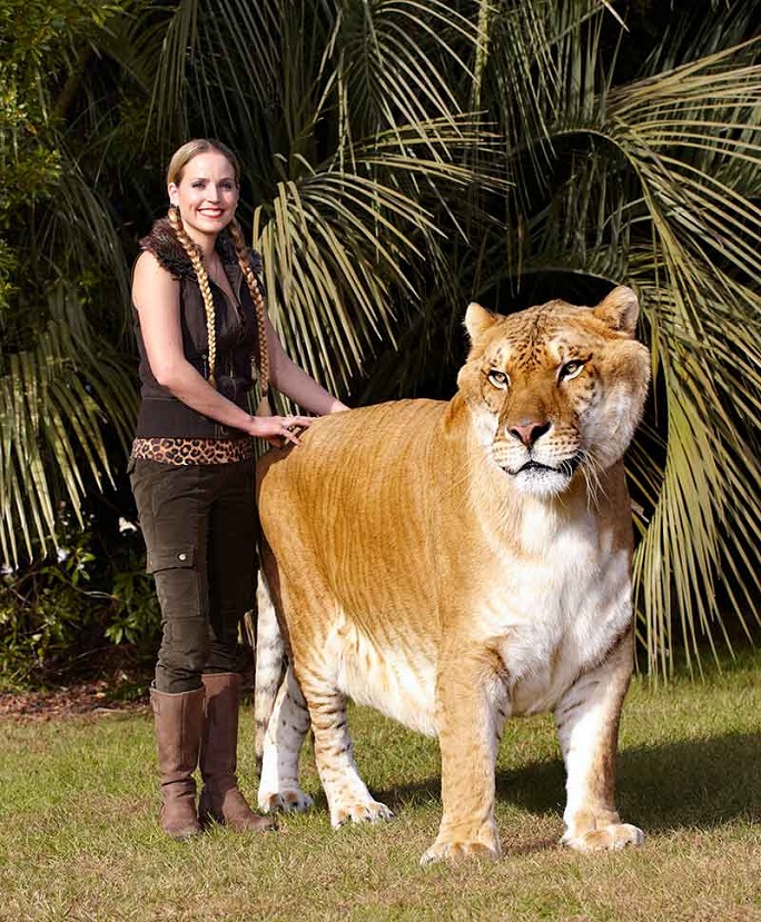 Guinness record/world's biggest cat