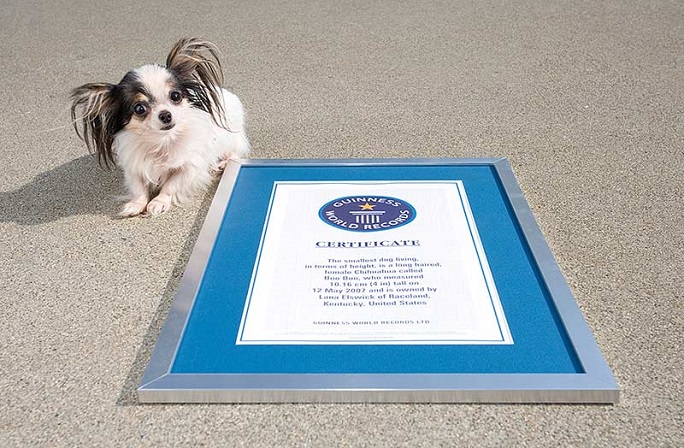 Guinness record / world's smallest dog