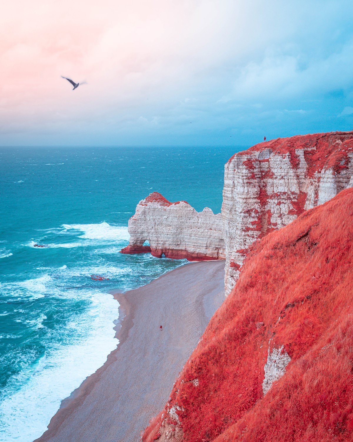 Landscapes of France - French coast next to the cliff and the bird