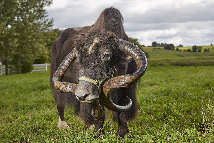 Longest horn among buffalo / Guinness records