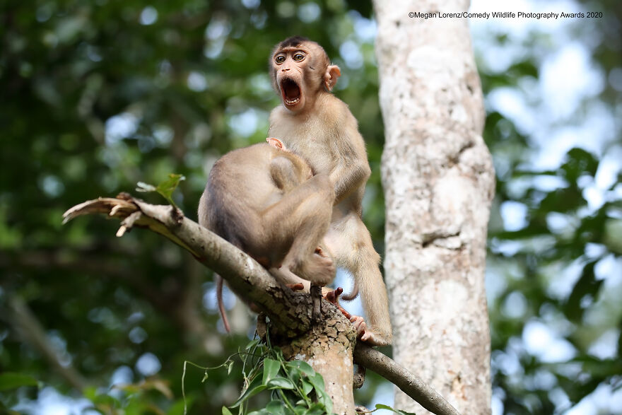 Megan Lorenz / Winners of the 2020 Wildlife Comedy Photography Contest
