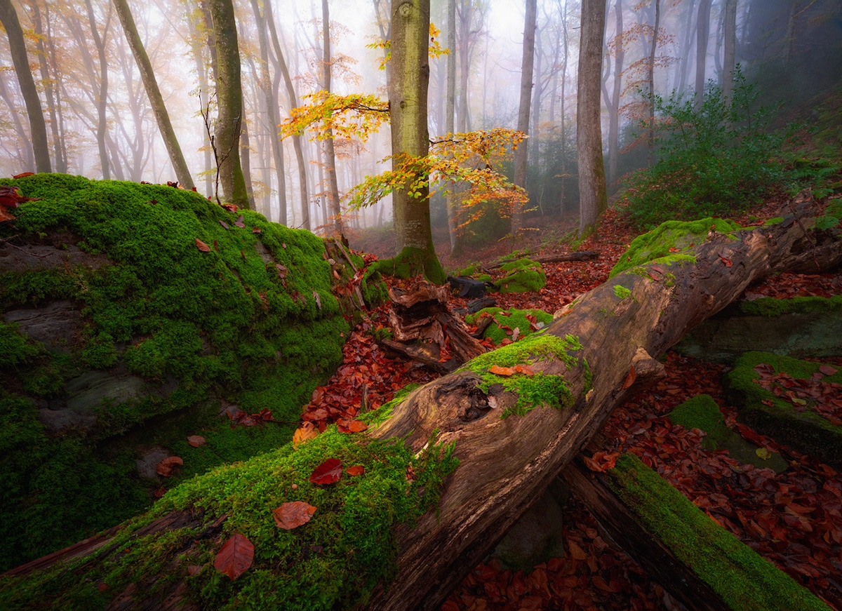 Misty Forests / Albert Dross