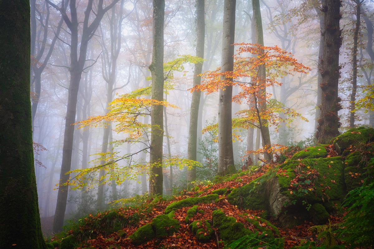 Misty Forests / Albert Dross