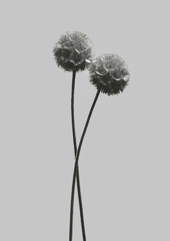 Monochrome flowers and plants