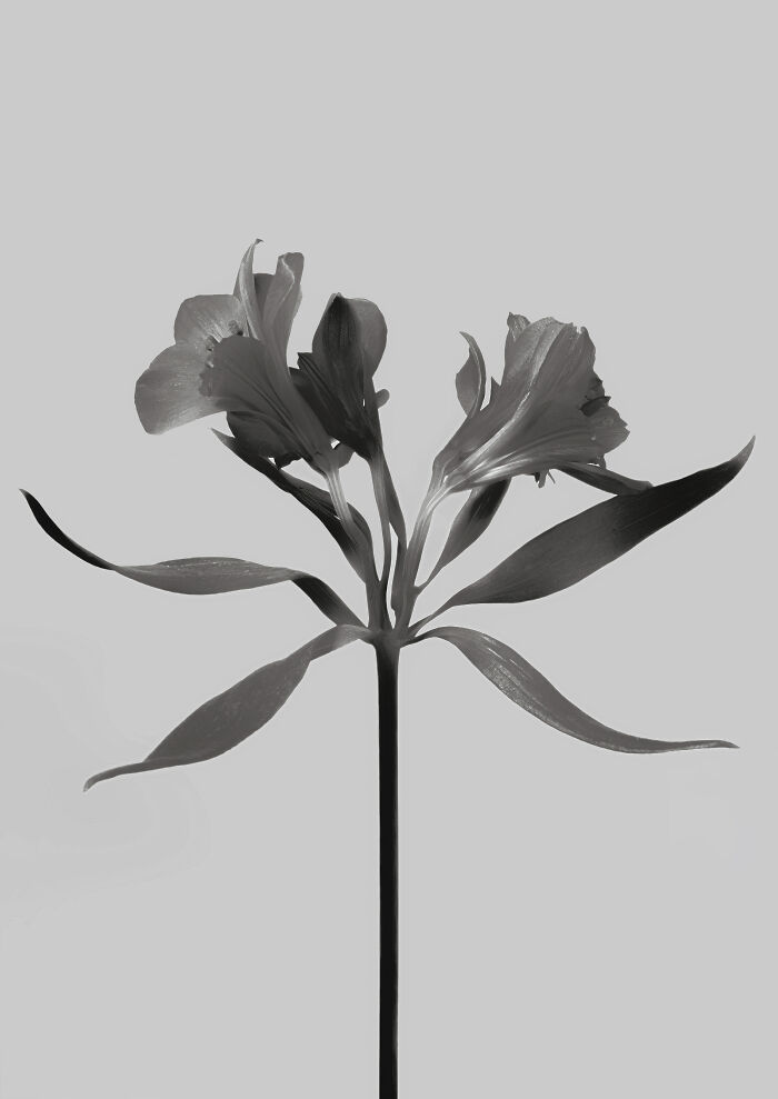 Monochrome flowers and plants