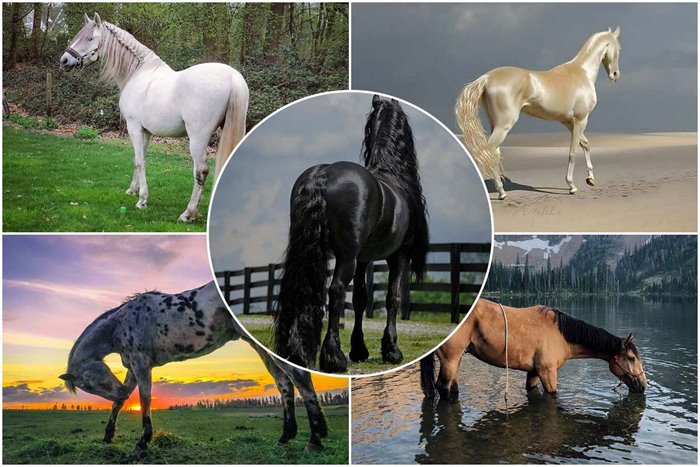 Original And Magnificent; The Unique Beauty Of Different Horse Breeds