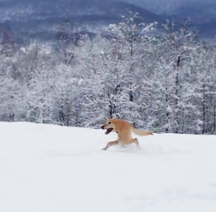Panorama of a dog in the snow
