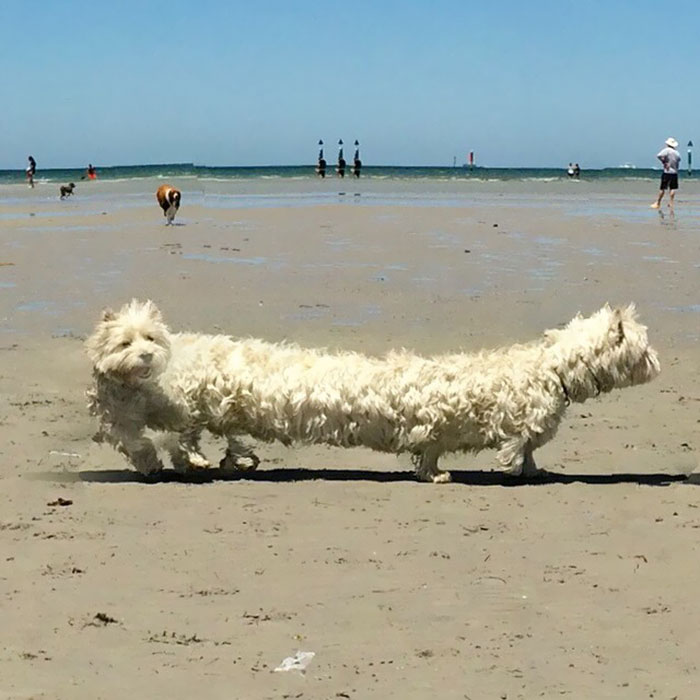 Panorama of a dog walking on the beach