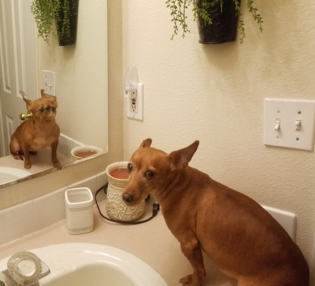 Panorama of the dog in front of the mirror