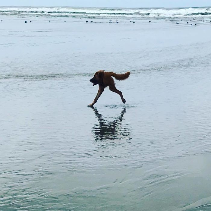 Panorama of the dog in the sea