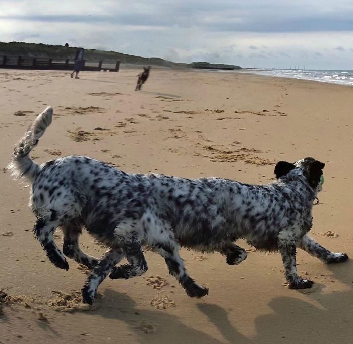 Panorama of the dog on the beach