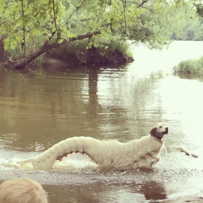 Panorama of the dog on the water