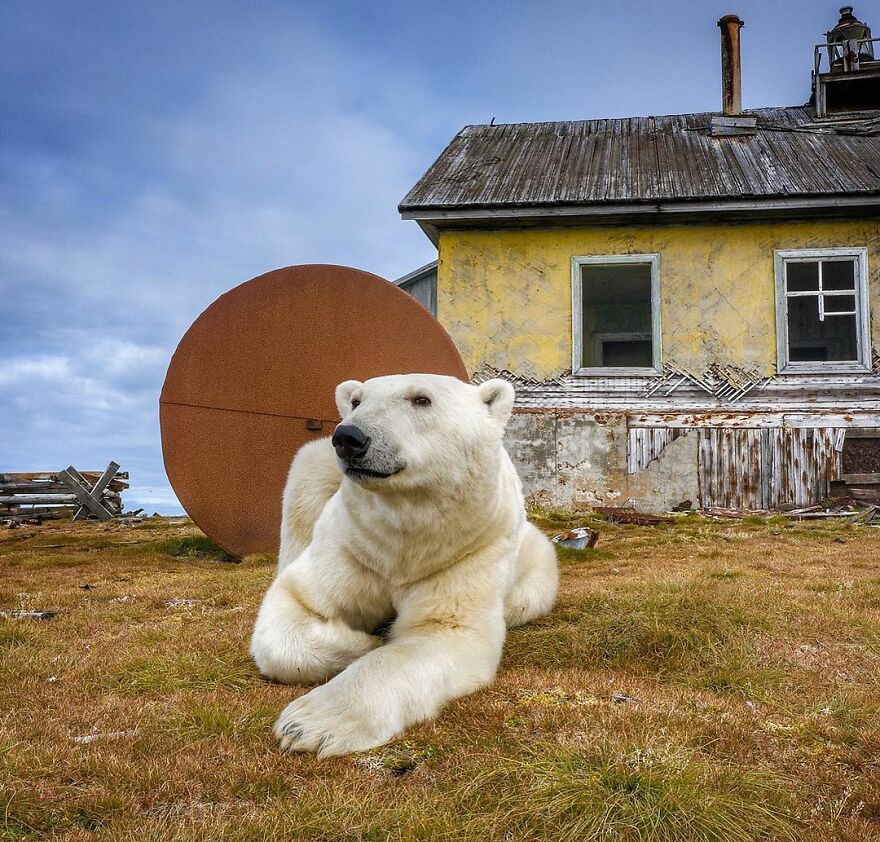 Polar bears of the Russian Meteorological Station