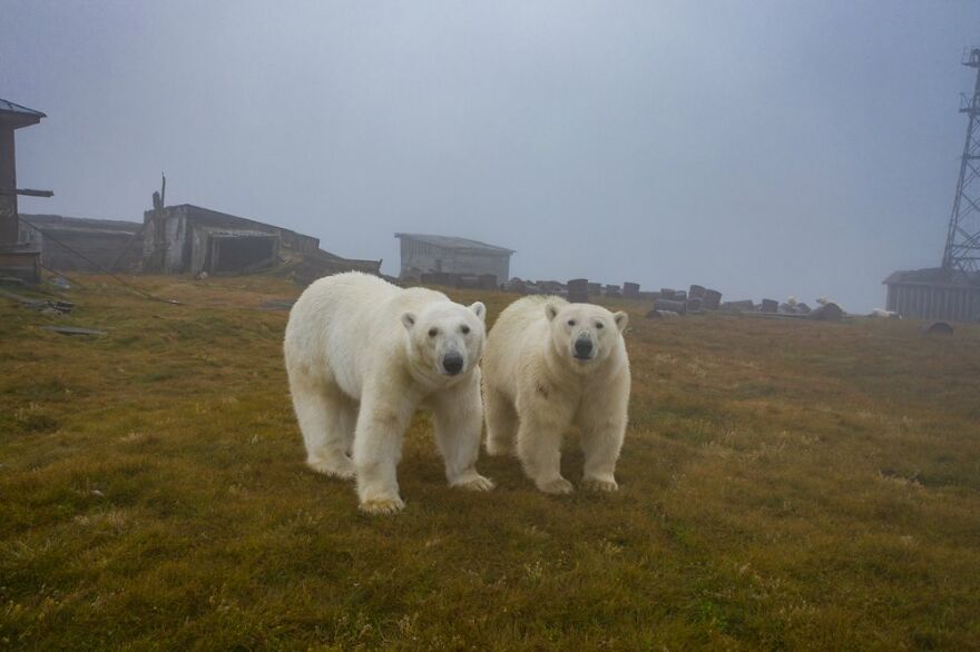 Polar bears of the Russian Meteorological Station