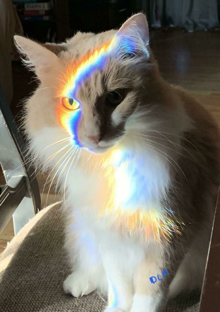 Reflection of light on the cat