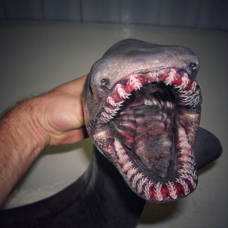 Scary pictures of deep sea creatures