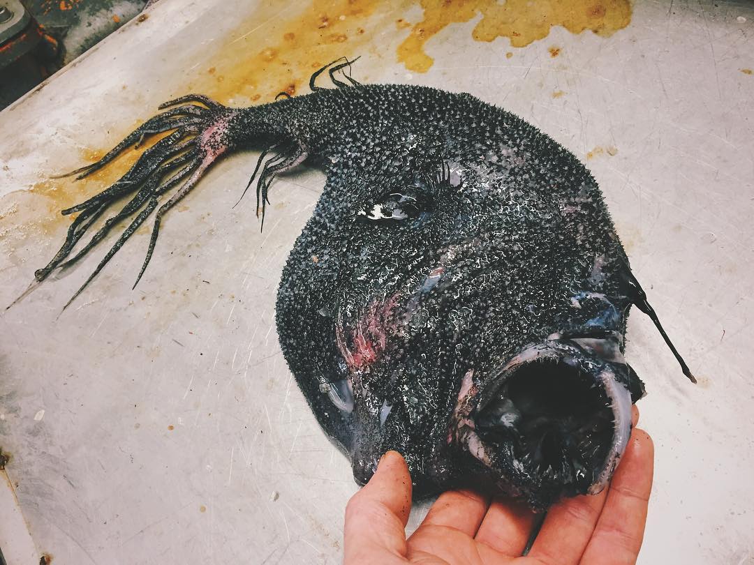 Scary pictures of deep sea creatures