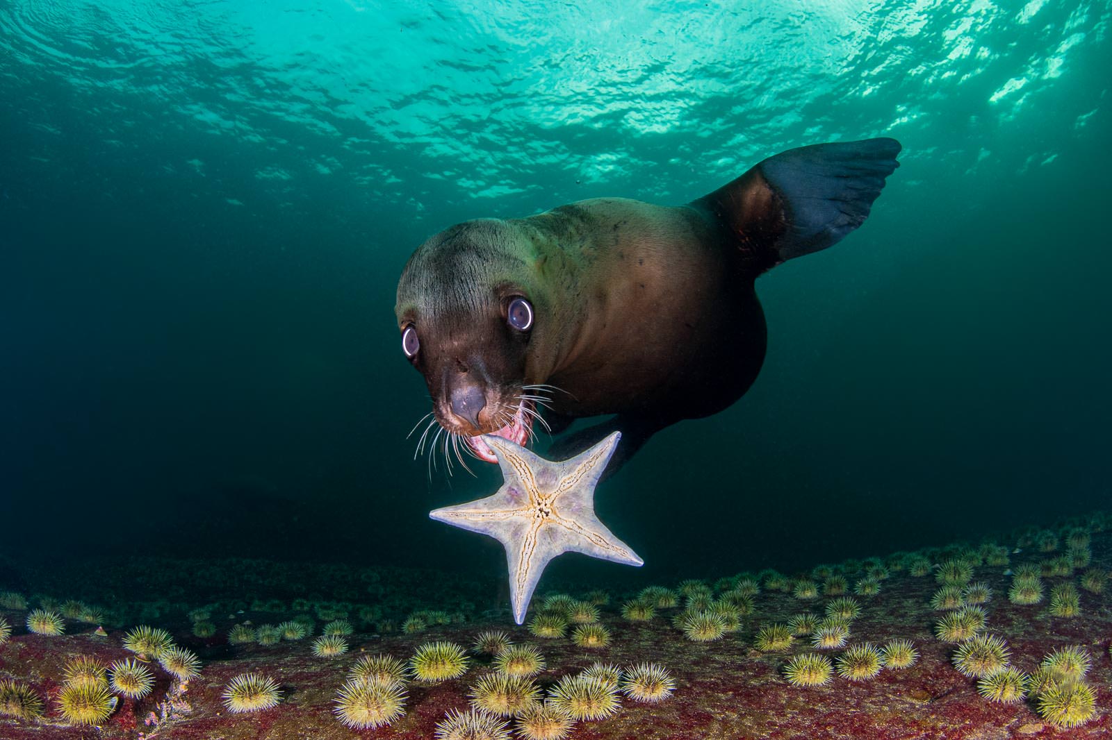 Shetler's Sea Lion / Celia Kojala / Nature TTL Photographer Contest Winners