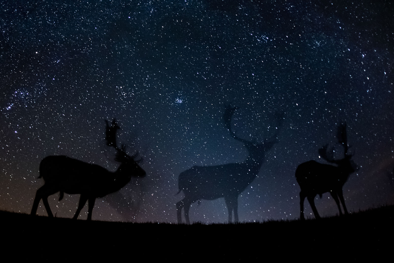 Starry night / Bence Mate / Nature TTL photographer contest winners