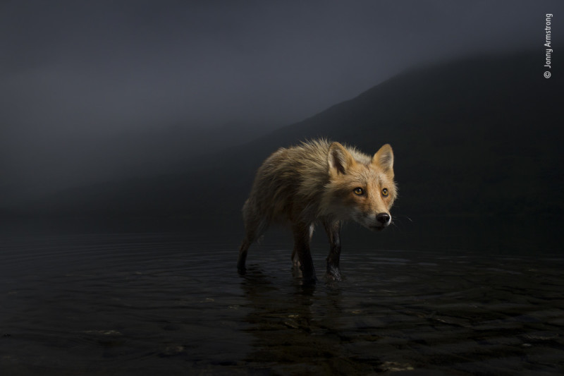 The best images of the 2021 wildlife photography competition
