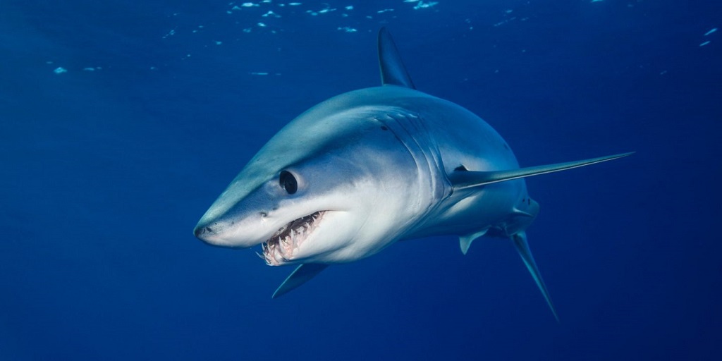 The fastest animal in the world - mako shark
