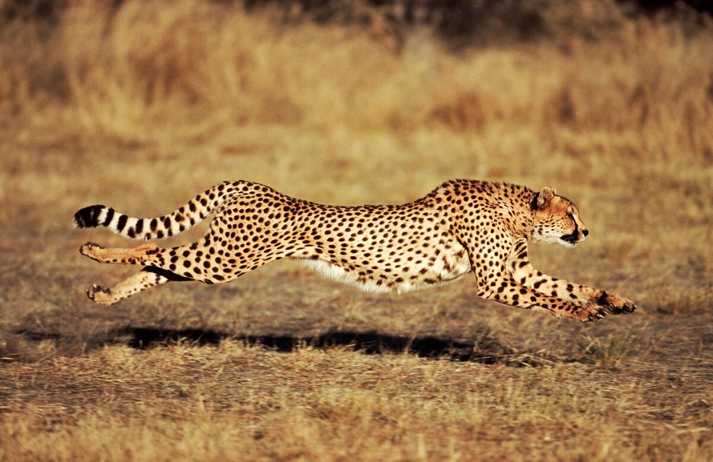 The fastest animals in the world - cheetah