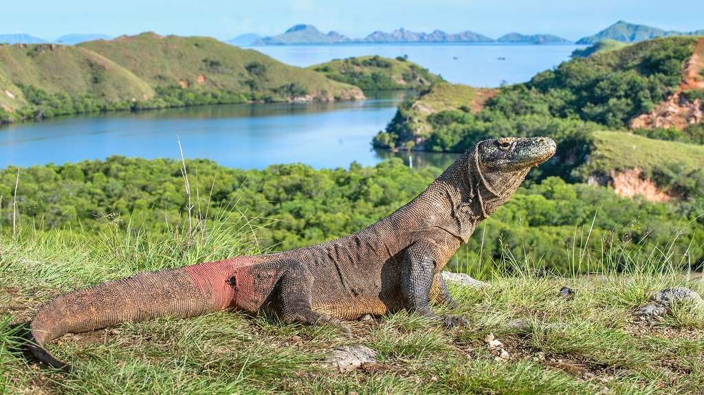 The fastest animals in the world - Komodo dragons